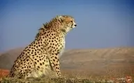 شکار دوربینی یوزپلنگ ایرانی در پارک ملی توران+ ویدیو
