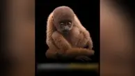 میمون پشمالو، در حال انقراض!+ویدئو