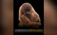 میمون پشمالو، در حال انقراض!+ویدئو