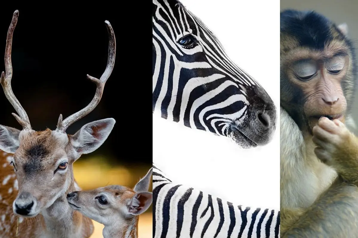 ۳۰ تصویر زیبا از حیوانات؛ حاصل سال‌ها تلاش عکاس خوش‌ذوق