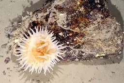 موجوداتی که ۵۰سال زیر یخ پنهان بودند، کشف شدند| اولین تصاویر از کف اقیانوس پس از ۵۰سال