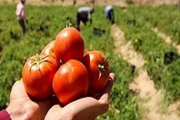 خرید حمایتی گوجه‌فرنگی از فردا در جنوب کرمان آغاز می‌شود 