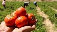 خرید حمایتی گوجه‌فرنگی از فردا در جنوب کرمان آغاز می‌شود 