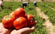 خرید حمایتی گوجه‌فرنگی از فردا در جنوب کرمان آغاز می‌شود 