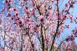 به رنگ بهار 