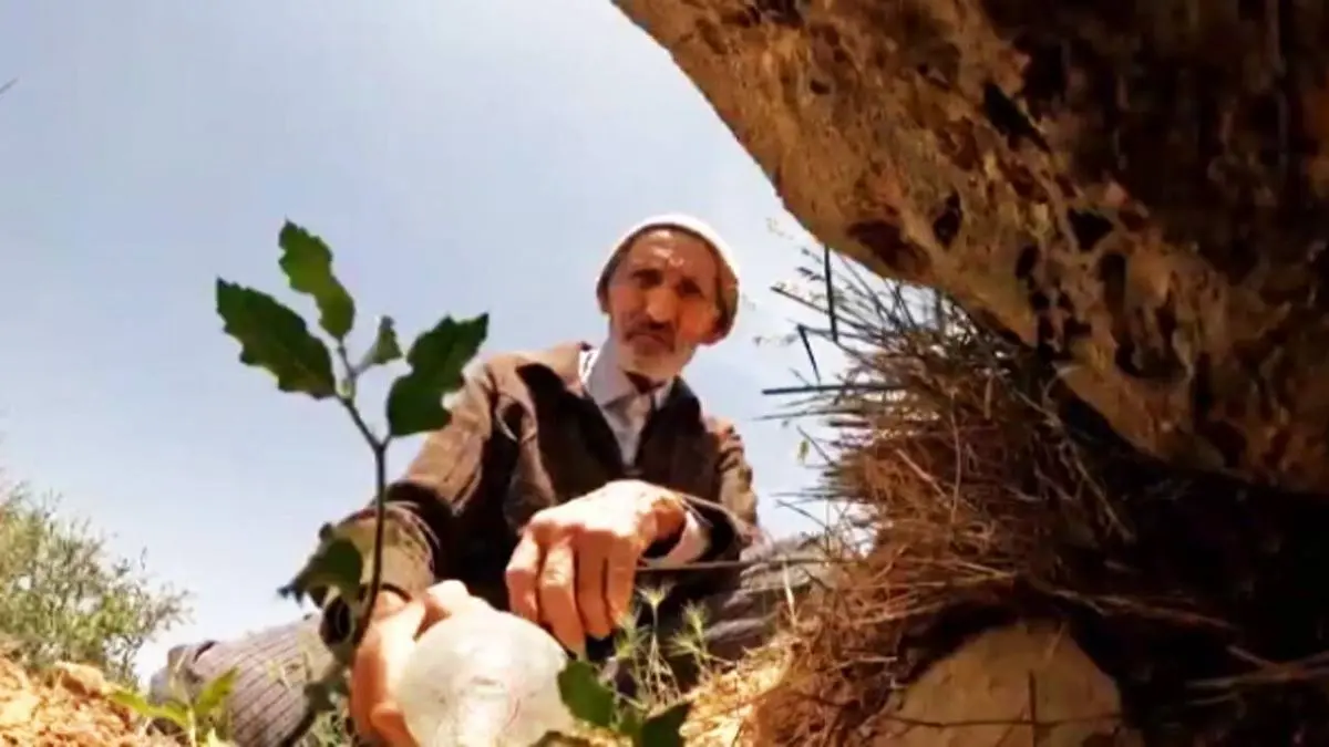 احیای یک جنگل توسط پیرمرد ۸۰ ساله ایرانی+ویدئو