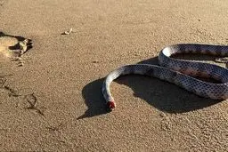 هجوم مار های سمی به ساحل چالوس و نوشهر | مردم از شنا در دریا پرهیز کنند