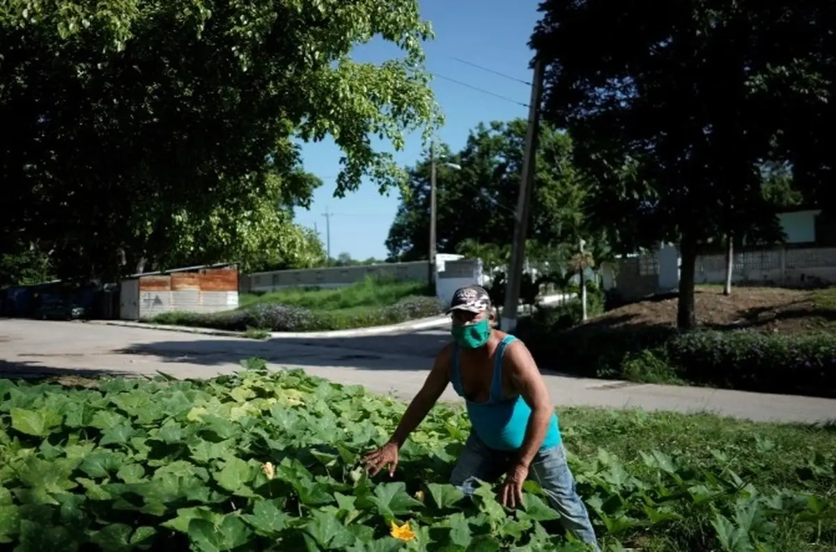 کوبا | کوبا خطاب به شهروندان: غذای خود را تولید کنید 