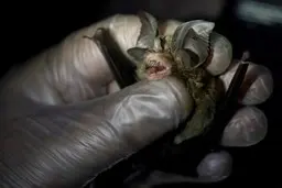 منشاء پاندمی‌های جهان آینده