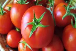 گوجه‌فرنگی اولین قربانی گرمایش زمین خواهد بود +جزئیات