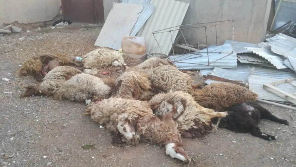 ۵۰ گوسفند در مانه سقوط مرگبار را تجربه کردند | تلف شدن ۵۰ راس گوسفند +ویدئو