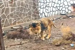 شیر باغ وحش متروکه سیرجان در زابل به دلیل تغذیه نامناسب تلف شد
