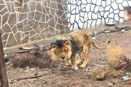 شیر باغ وحش متروکه سیرجان در زابل به دلیل تغذیه نامناسب تلف شد