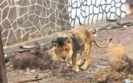 شیر باغ وحش متروکه سیرجان در زابل به دلیل تغذیه نامناسب تلف شد