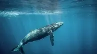 این نهنگ‌ها انسان‌خوار نیستند اما جلو دستشون باشی درسته قورتت میدن! + ویدئو