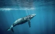 توپ بازی این نهنگ غول پیکر با یک قایقران در اقیانوس! + ویدئو
