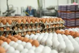  قیمت جدید  تخم مرغ دربازار اعلام شد 