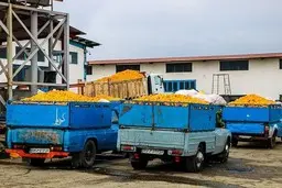 میوه‌های شب یلدا تامین شد