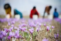 شرایط خرید حمایتی زعفران از سوی دولت