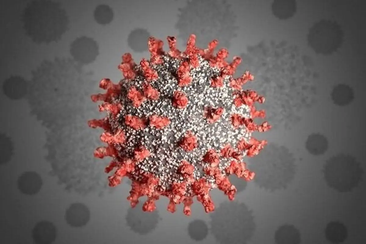شناسایی۵مورد ابتلای قطعی به ویروس آفریقایی در هرمزگان