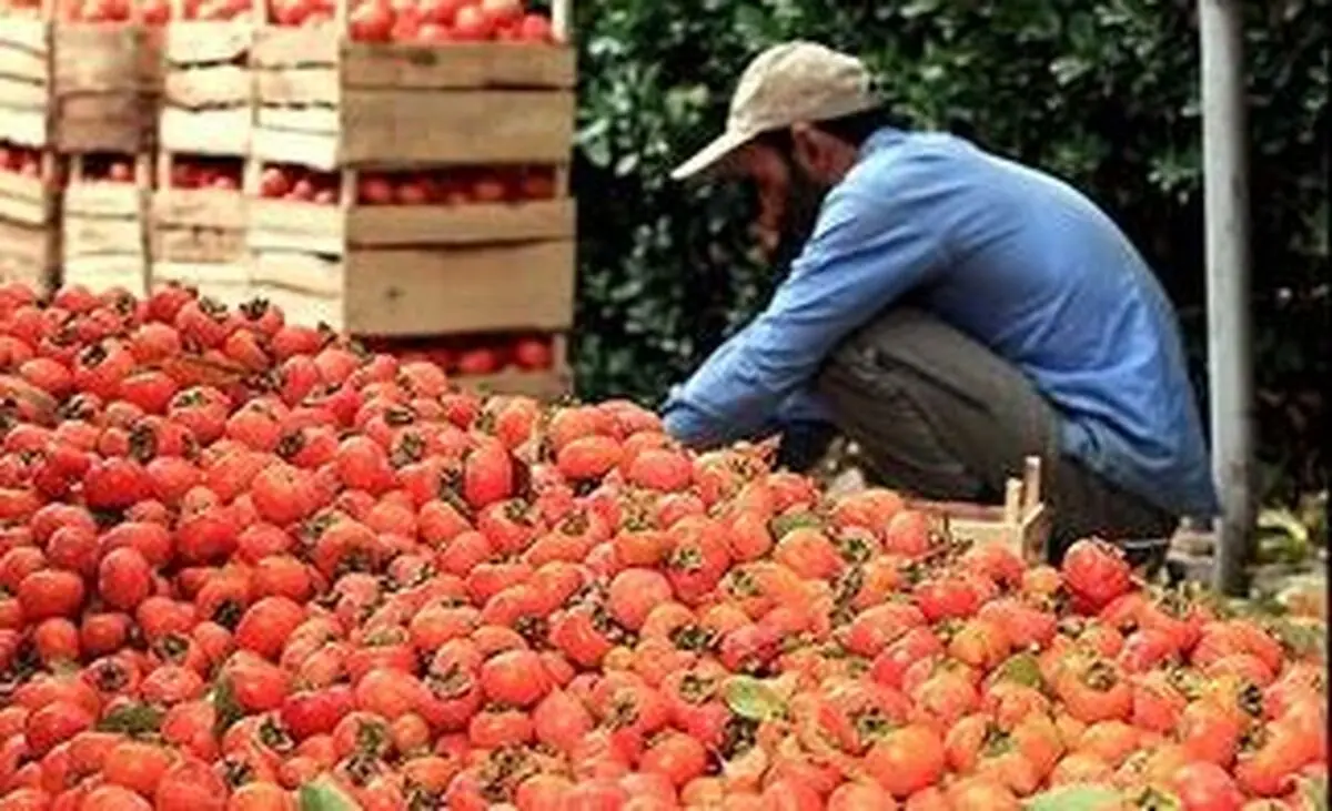 خرمالو انسداد روده می آورد؟