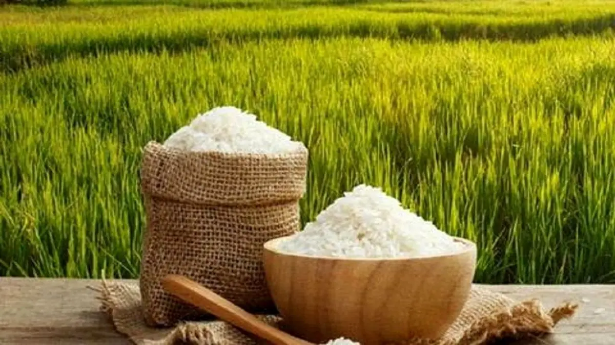 قیمت برنج در 3 خرداد | اعلام ارزان‌ترین برنج + جدول