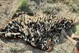 
 اجساد ۸ فرد ربوده شده در صلاح‌الدین عراق کشف شدند
