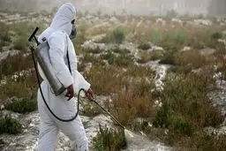 
مصرف ۲۵ تن سم برای مبارزه با ملخ صحرایی در سیستان و بلوچستان
