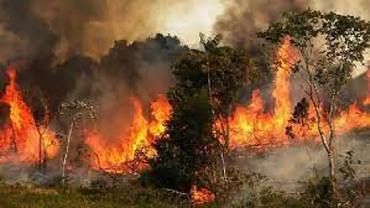  آتش‌سوزی گسترده در جنگل‌های بوزین رخ داد 