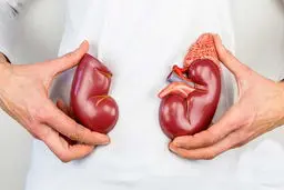 هوای کلیه تان را داشته باشید