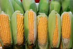 این ترکیب برای کسانی که شیر دوست ندارند فوق العاده است | طرز تهیه یک دسر فوق العاده خوشمزه و آسان + ویدئو