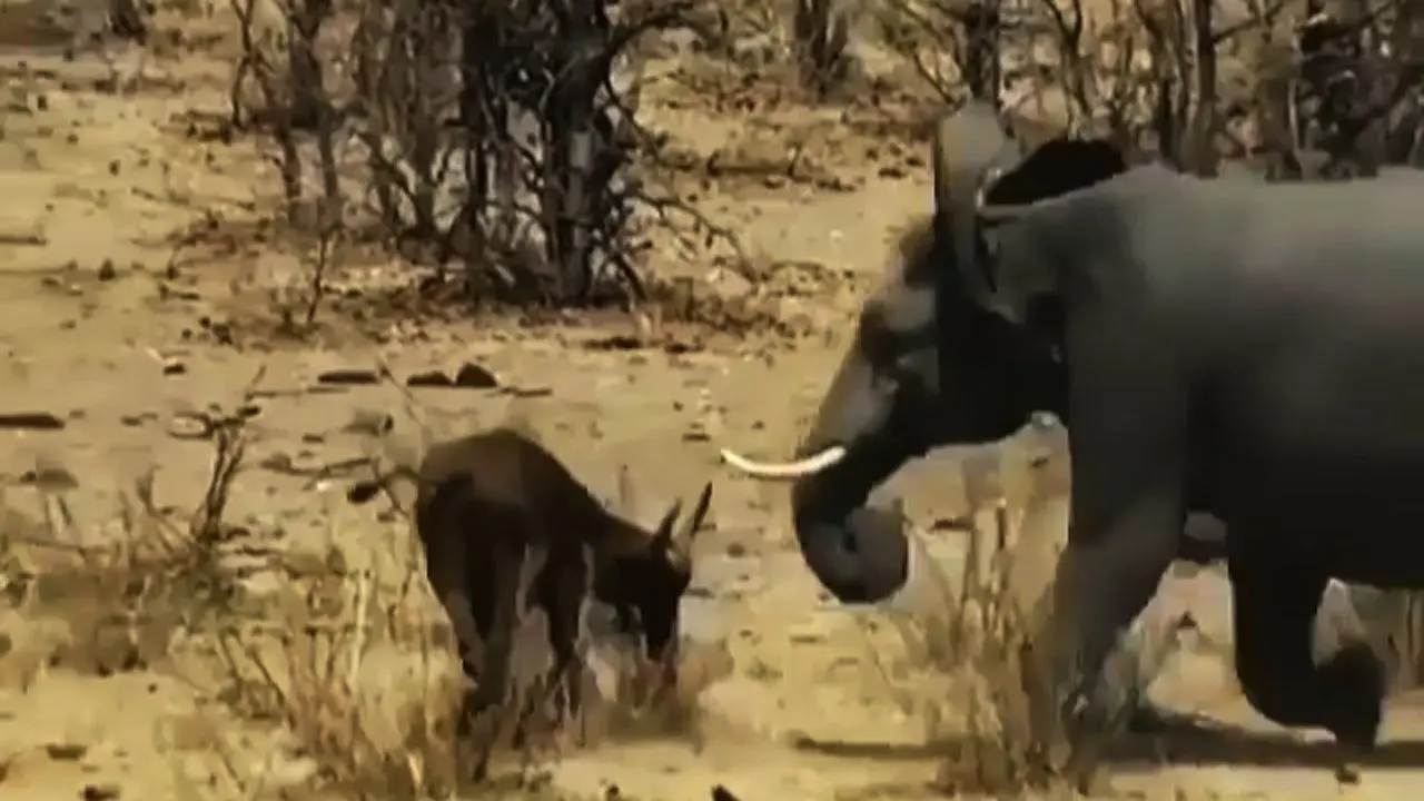 حمله بچه گاومیش به یک فیل عظیم الجثه | واکنش جالب فیل به حمله گاومیش کوچک +ویدئو