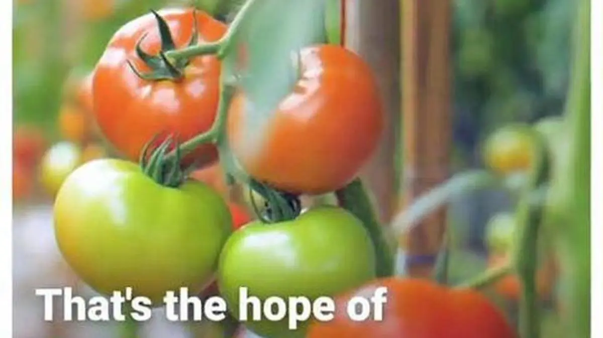 عربستان از آب نمک داره سبزیجات درست میکنه! + ویدئو