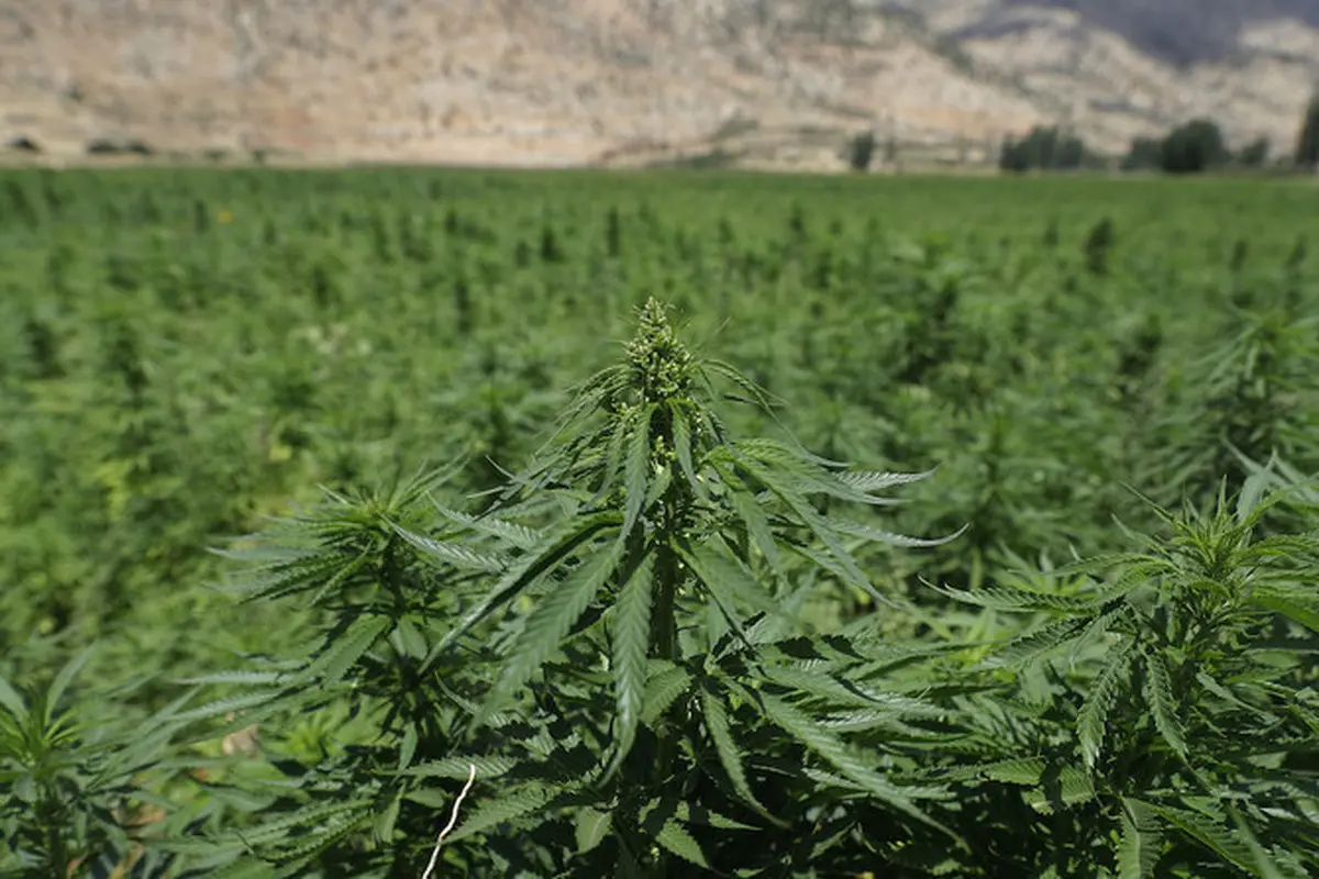 آیا  تولید "ماری‌جوانا"اقتصاد ضعیف  لبنان را بهبودمیدهد؟