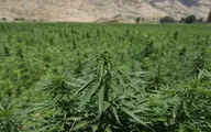 آیا  تولید "ماری‌جوانا"اقتصاد ضعیف  لبنان را بهبودمیدهد؟