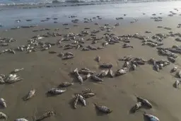 
علت مرگ گربه ماهیان در ساحل جاسک مشخص شد
