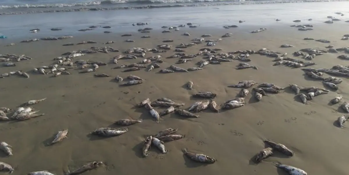 
علت مرگ گربه ماهیان در ساحل جاسک مشخص شد
