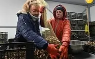  پرورش حلزون در اوکراین در آستانه ورشکستگی