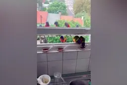 آشپزخانه‌ای که پاتوق طوطی‌ها شده است!+ویدئو