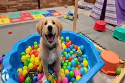 پلمب مهد سگ در تبریز با دستور قضایی؛ برخورد با مزاحمت‌های اجتماعی تشدید می‌شود

