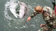 استفاده نیروی دریایی روسیه از دلفین‌های آموزش دیده در جنگ اوکراین