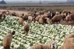 تلف شدن ۱۲۲ راس دام بر اثر برخورد کامیون با گله گوسفندان 