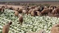 قیمت جدید دام زنده اعلام شد | قیمت گوسفند زنده چنده؟