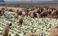 قیمت جدید دام زنده اعلام شد | قیمت گوسفند زنده چنده؟