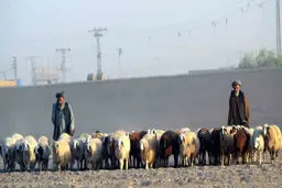اعتراض پاکستانی‌ها به قاچاق دام به ایران 