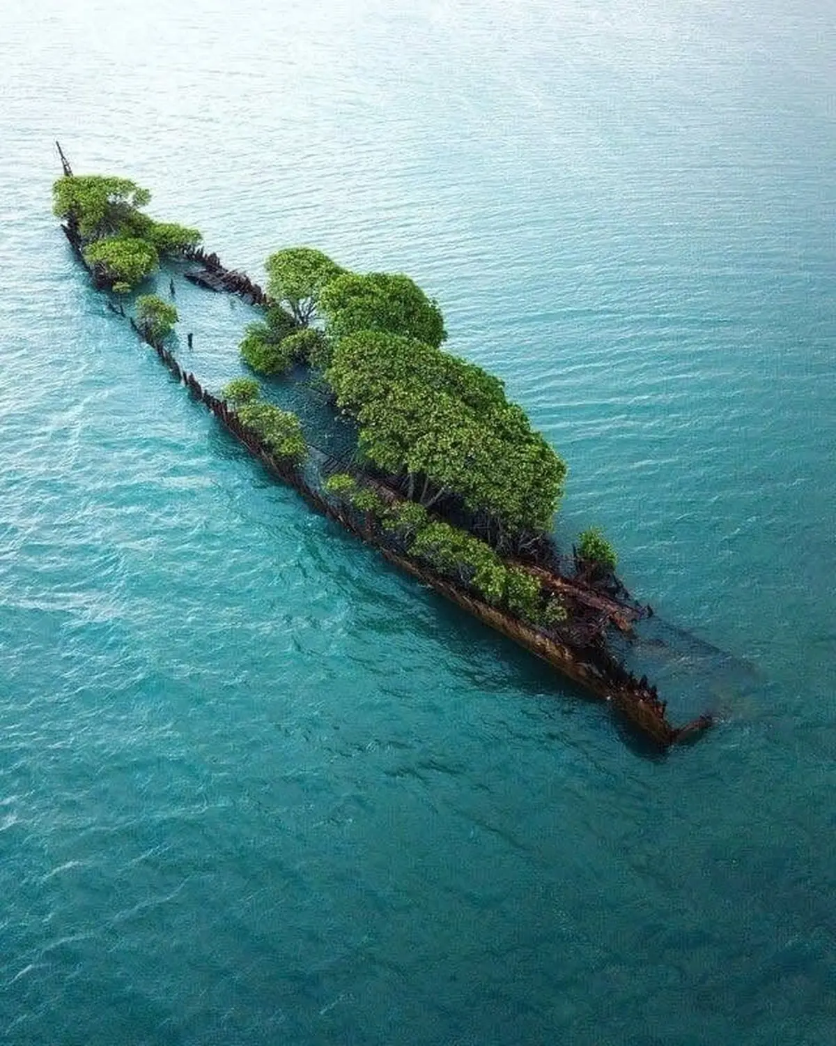 رویش درخت روی کشتی غرق شده
