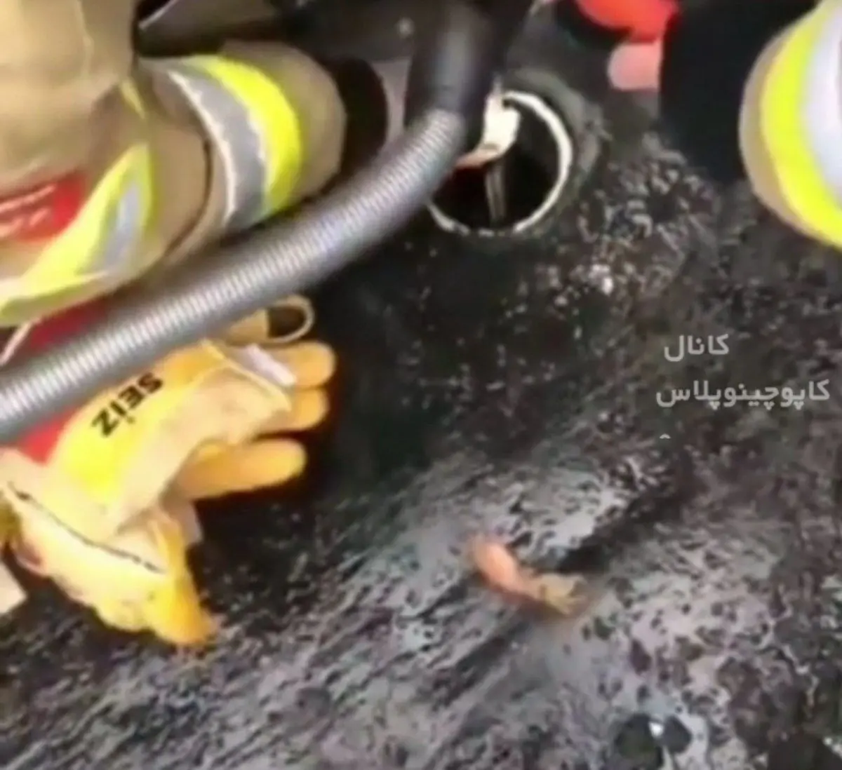 خلاقیت آتشنشان‌ها در استفاده از تجهیزات | بیرون کشیدن جوجه اردک‌ها با جارو برقی!+ویدئو 