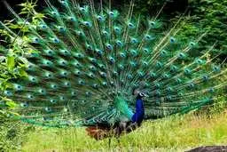 تا حالا لونه طاووس رو دیده بودید؟ | تصاویری از لانه‌ی زیبای دو طاووس همراه با جوجه هایشان +ویدئو