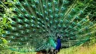 صدای عجیب از طاووس که تا حالا کسی نشنیده! + ویدئو