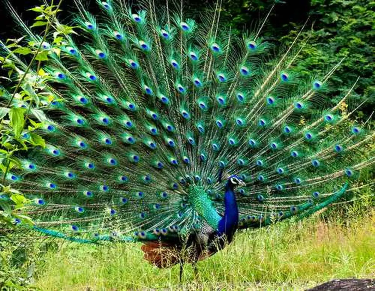 تا حالا لونه طاووس رو دیده بودید؟ | تصاویری از لانه‌ی زیبای دو طاووس همراه با جوجه هایشان +ویدئو